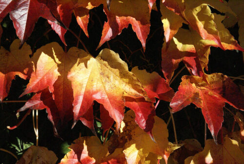 Titelbild orange-rote Blätter